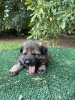 Remi, a female German Shepherd Dog for sale in Georgia, GA – 4 of 4