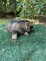 Ruger, a male German Shepherd Dog for sale in Georgia, GA – 2 of 4