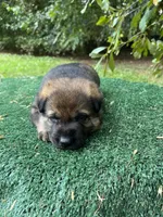 Ruger, a male German Shepherd Dog for sale in Georgia, GA – 1 of 4