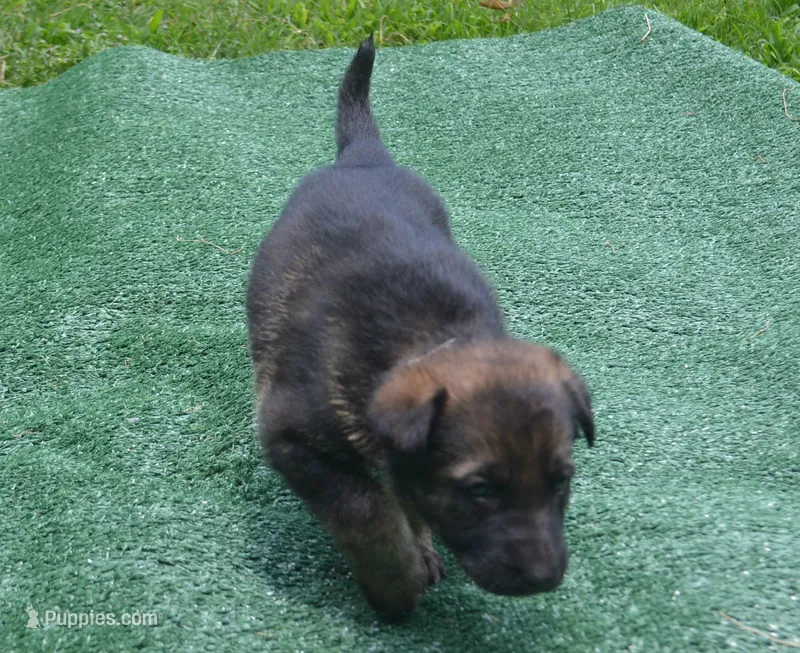 Roman – German Shepherd Dog puppy for sale in Georgia, GA