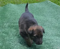 Roman, a  German Shepherd Dog for sale in Georgia, GA – 1 of 1