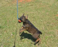 Kiley, a female German Shepherd Dog for sale in Georgia, GA – 5 of 6