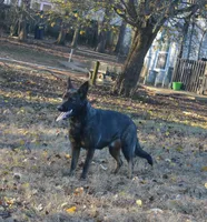 Kiley, a female German Shepherd Dog for sale in Georgia, GA – Photo 5 of 7