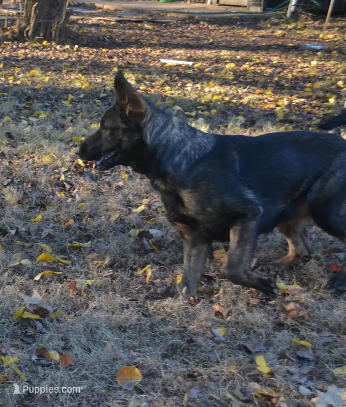 Kiley – German Shepherd Dog puppy for sale in Georgia, GA