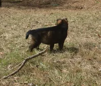 Kiley, a female German Shepherd Dog for sale in Georgia, GA – Photo 7 of 7