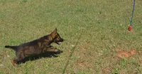 Kiley, a female German Shepherd Dog for sale in Georgia, GA – 2 of 6
