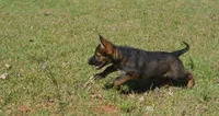 Kiley, a female German Shepherd Dog for sale in Georgia, GA – 3 of 6