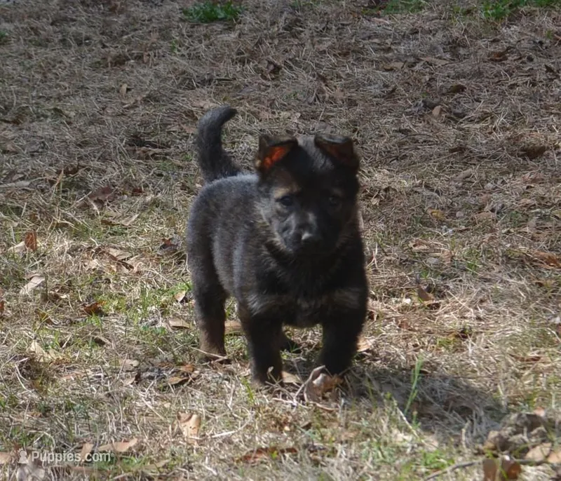 Kiley – German Shepherd Dog puppy for sale in Georgia, GA