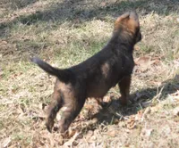 Kiley, a female German Shepherd Dog for sale in Georgia, GA – Photo 4 of 6