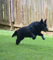 Kiley, a female German Shepherd Dog for sale in Georgia, GA – Photo 6 of 7