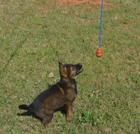 Kiley, a female German Shepherd Dog for sale in Georgia, GA – 4 of 6
