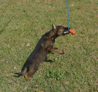 Kiley, a female German Shepherd Dog for sale in Georgia, GA – 6 of 6