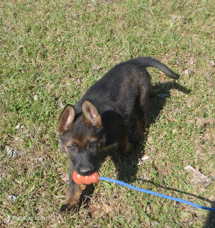 Kiley – German Shepherd Dog puppy for sale in Georgia, GA