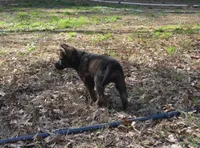 Kiley, a female German Shepherd Dog for sale in Georgia, GA – Photo 6 of 6