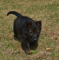 Kiley, a female German Shepherd Dog for sale in Georgia, GA – Photo 3 of 7