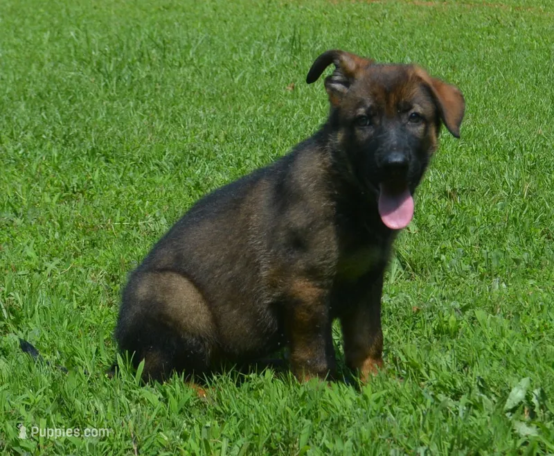 Bane – German Shepherd Dog puppy for sale in Georgia, GA