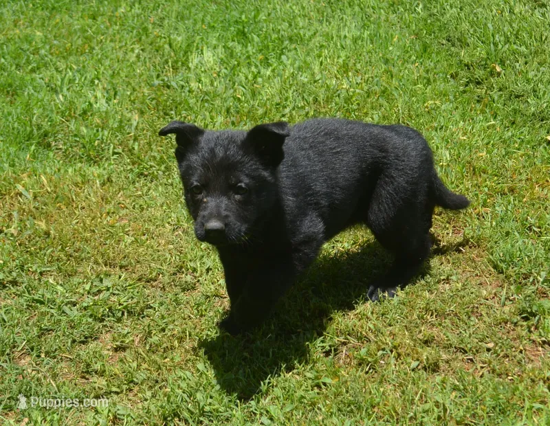 Mia – German Shepherd Dog puppy for sale in Georgia, GA