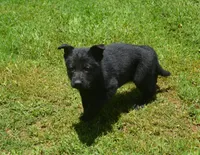 Mia, a female German Shepherd Dog for sale in Georgia, GA – 1 of 3