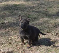 BoHunze, a male German Shepherd Dog for sale in Georgia, GA – Photo 2 of 7