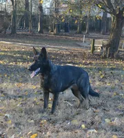 BoHunze, a male German Shepherd Dog for sale in Georgia, GA – Photo 8 of 8