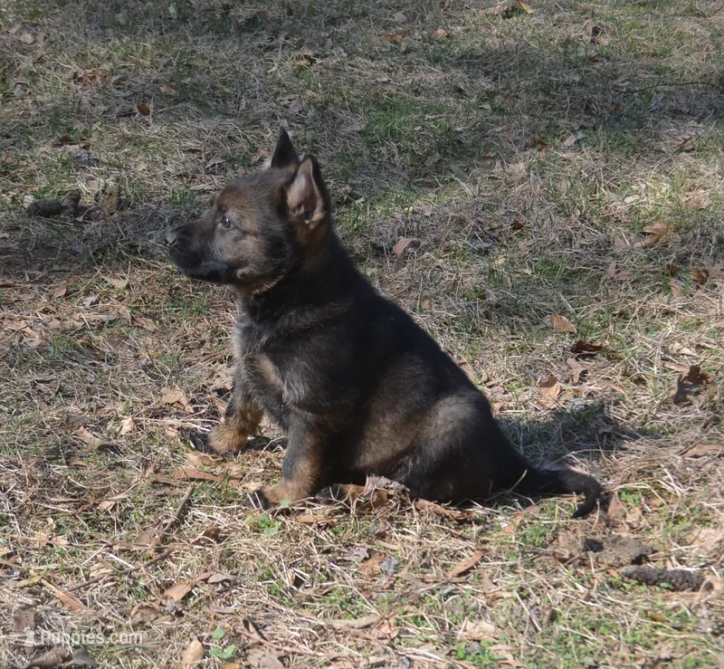 BoHunze – German Shepherd Dog puppy for sale in Georgia, GA