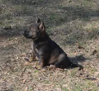 BoHunze, a male German Shepherd Dog for sale in Georgia, GA – Photo 1 of 7