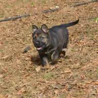 BoHunze, a male German Shepherd Dog for sale in Georgia, GA – Photo 2 of 8