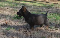 BoHunze, a male German Shepherd Dog for sale in Georgia, GA – Photo 4 of 7