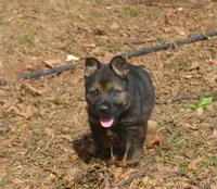 BoHunze, a male German Shepherd Dog for sale in Georgia, GA – Photo 1 of 8