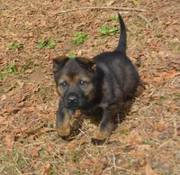 BoHunze, a male German Shepherd Dog for sale in Georgia, GA – Photo 4 of 8