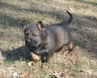 BoHunze, a male German Shepherd Dog for sale in Georgia, GA – Photo 3 of 7