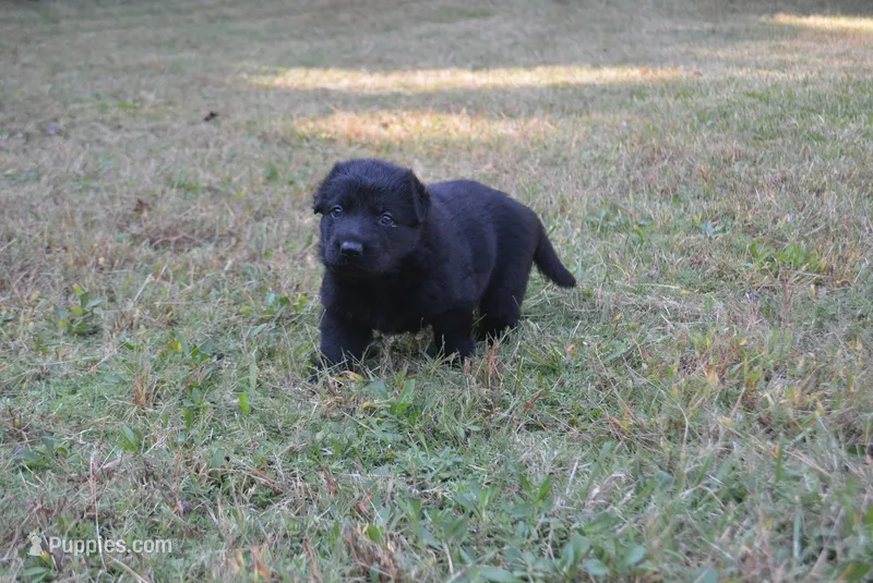Zicon – German Shepherd Dog puppy for sale in Powder Springs, GA