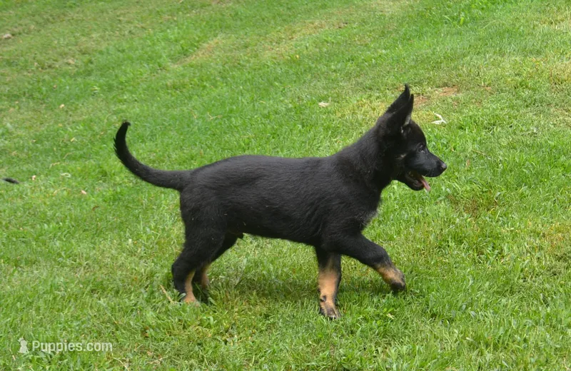 charger – German Shepherd Dog puppy for sale in Georgia, GA
