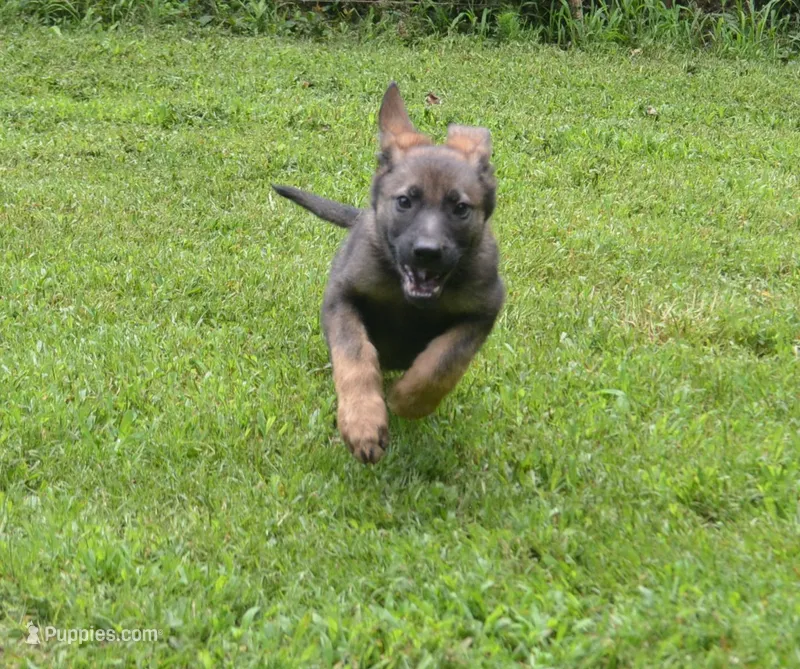 Okona – German Shepherd Dog puppy for sale in Georgia, GA