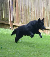 Zora, a female German Shepherd Dog for sale in Powder Springs, GA – 5 of 6