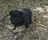 Tilly, a female German Shepherd Dog for sale in Georgia, GA – Photo 3 of 3