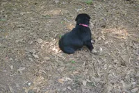 Tilly, a female German Shepherd Dog for sale in Georgia, GA – Photo 2 of 3