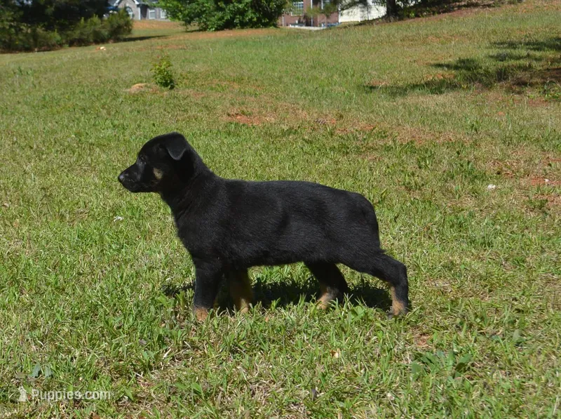 Tilly – German Shepherd Dog puppy for sale in Georgia, GA