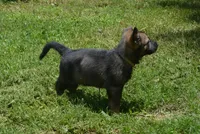 Okona, a female German Shepherd Dog for sale in Georgia, GA – 2 of 3