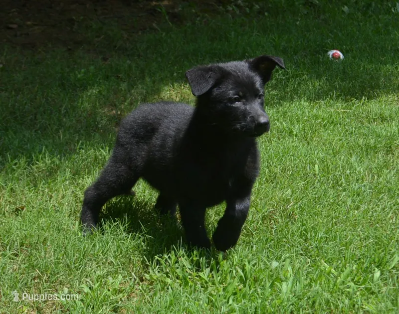 Ida – German Shepherd Dog puppy for sale in Georgia, GA