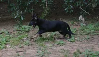 Tilly, a female German Shepherd Dog for sale in Georgia, GA – 2 of 4