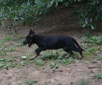 Tilly, a female German Shepherd Dog for sale in Georgia, GA – 4 of 4