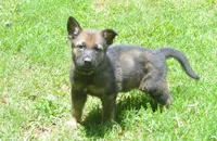 Okona, a female German Shepherd Dog for sale in Georgia, GA – 3 of 3
