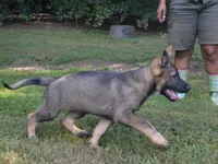 Okona, a female German Shepherd Dog for sale in Georgia, GA – 3 of 3