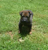 Bane, a male German Shepherd Dog for sale in Georgia, GA – 4 of 4