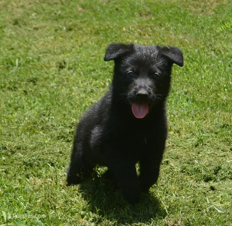 Ida – German Shepherd Dog puppy for sale in Georgia, GA