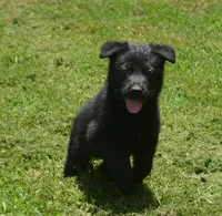 Ida, a female German Shepherd Dog for sale in Georgia, GA – 1 of 4