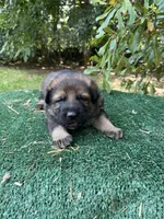 Riken, a male German Shepherd Dog for sale in Georgia, GA – 4 of 4