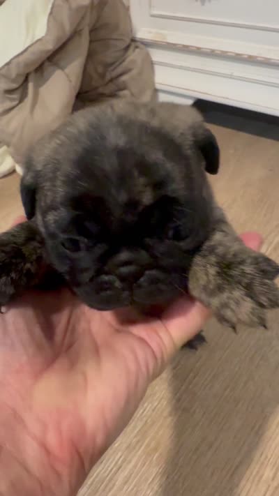 Daisy, a female Pug for sale in North Anson, ME – 5 of 6
