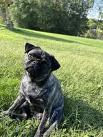 Daisy, a female Pug for sale in North Anson, ME – 6 of 6